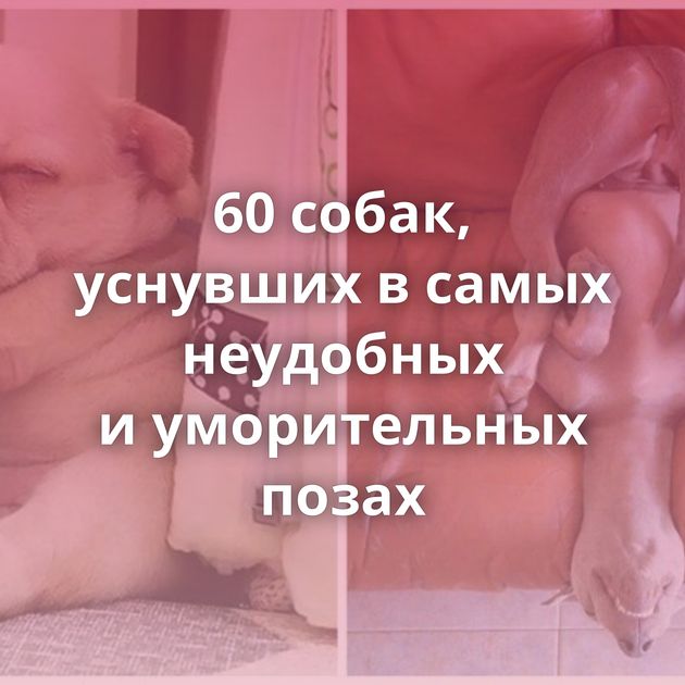 60 собак, уснувших в самых неудобных и уморительных позах
