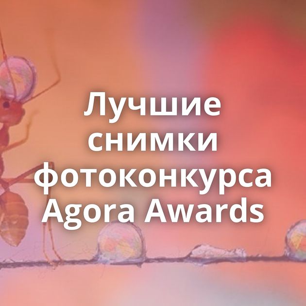 Лучшие снимки фотоконкурса Agora Awards