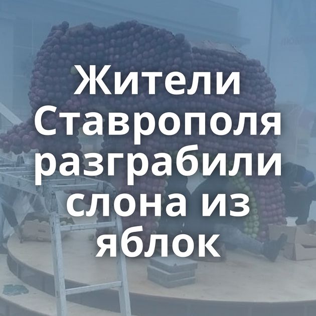 Жители Ставрополя разграбили слона из яблок