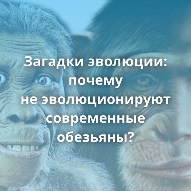 Загадки эволюции: почему не эволюционируют современные обезьяны?