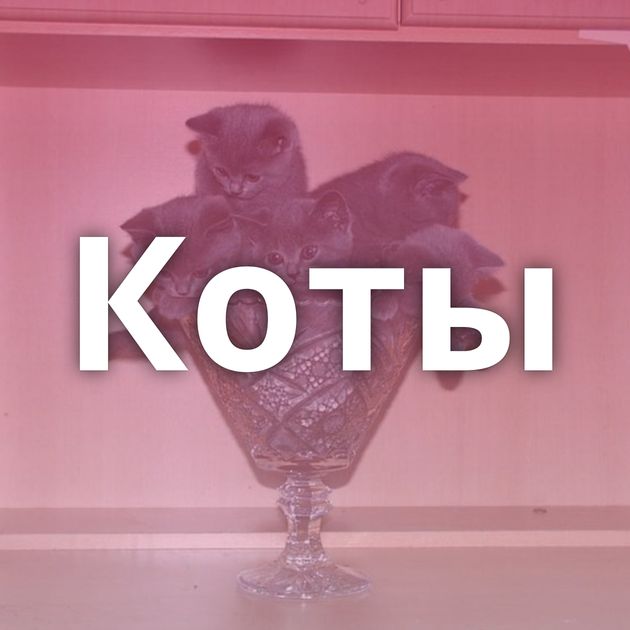 Коты