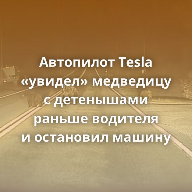 Автопилот Tesla «увидел» медведицу с детенышами раньше водителя и остановил машину