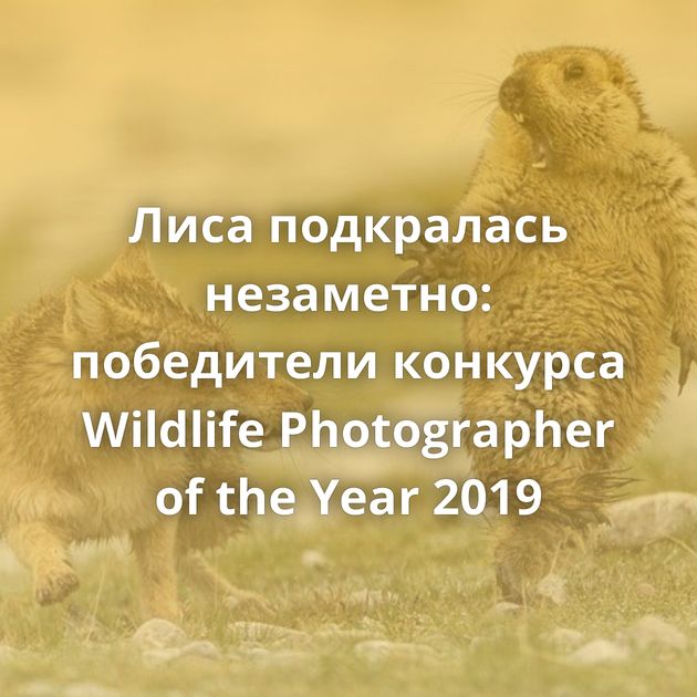 Лиса подкралась незаметно: победители конкурса Wildlife Photographer of the Year 2019