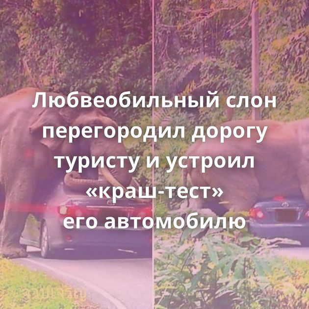 Любвеобильный слон перегородил дорогу туристу и устроил «краш-тест» его автомобилю
