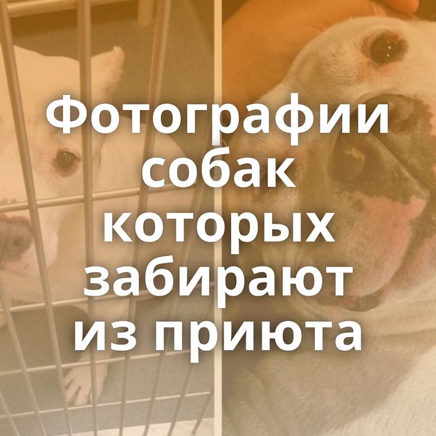 Фотографии собак которых забирают из приюта