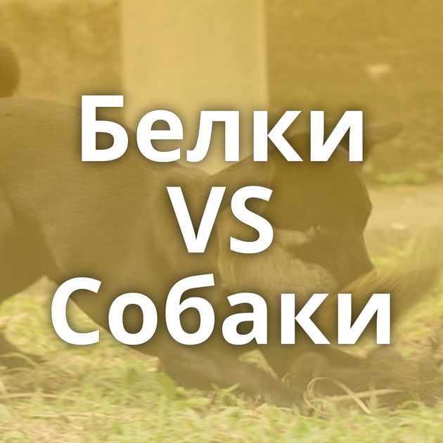 Белки VS Собаки
