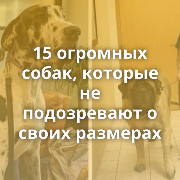 15 огромных собак, которые не подозревают о своих размерах