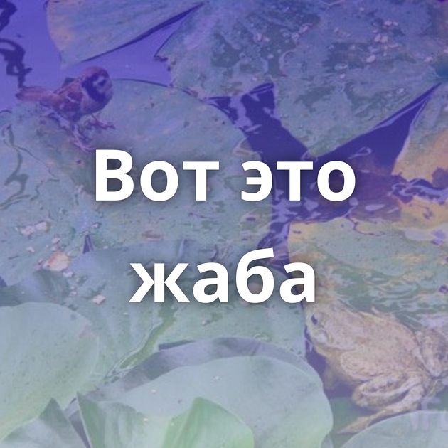 Вот это жаба