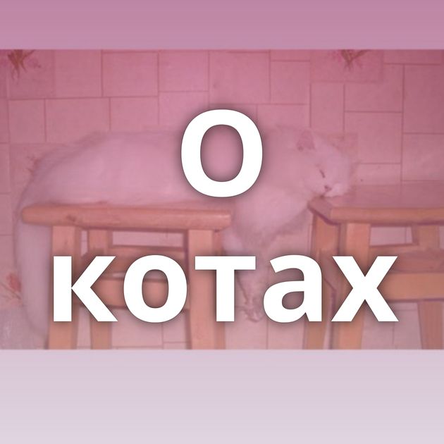 О котах