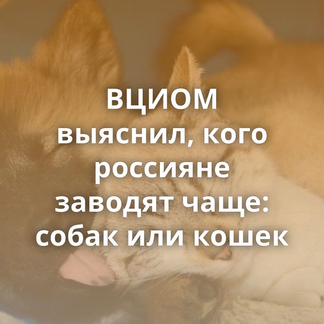 ВЦИОМ выяснил, кого россияне заводят чаще: собак или кошек