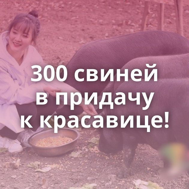 300 свиней в придачу к красавице!