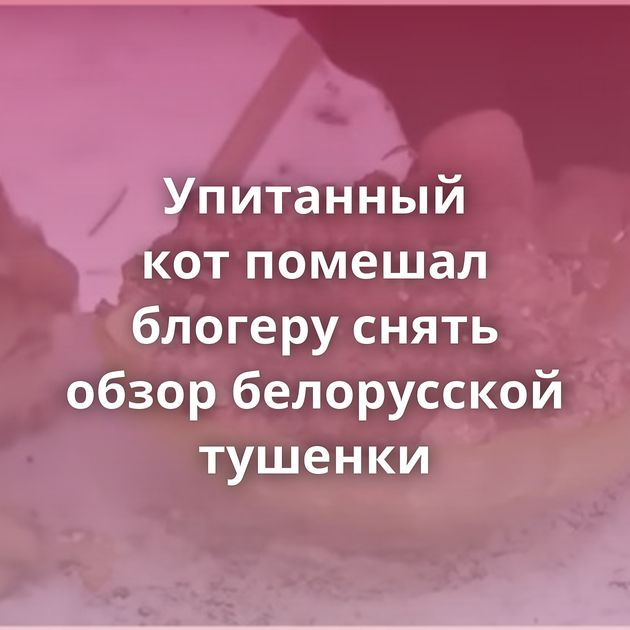 Упитанный кот помешал блогеру снять обзор белорусской тушенки