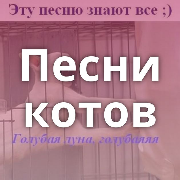 Песни котов