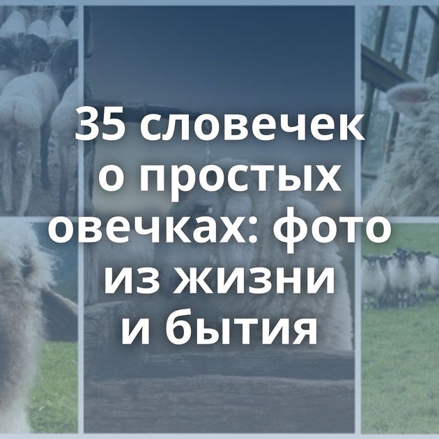 35 словечек о простых овечках: фото из жизни и бытия
