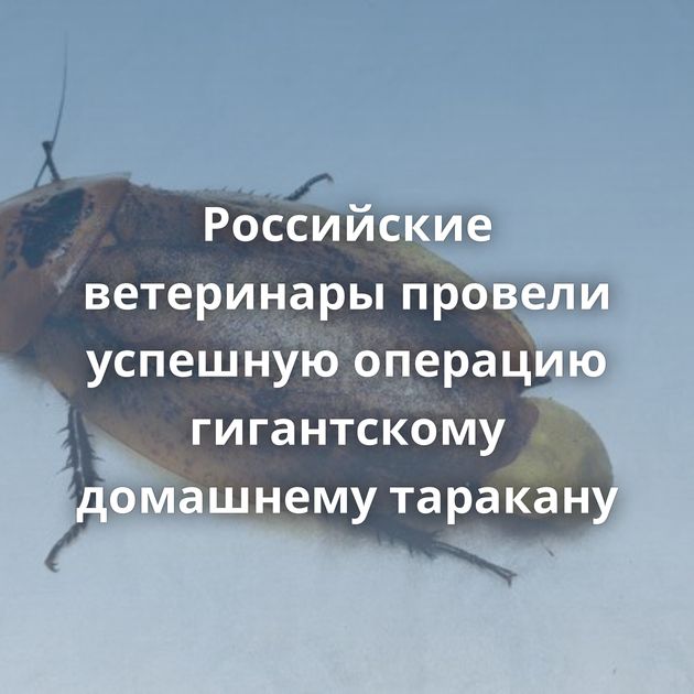 Российские ветеринары провели успешную операцию гигантскому домашнему таракану