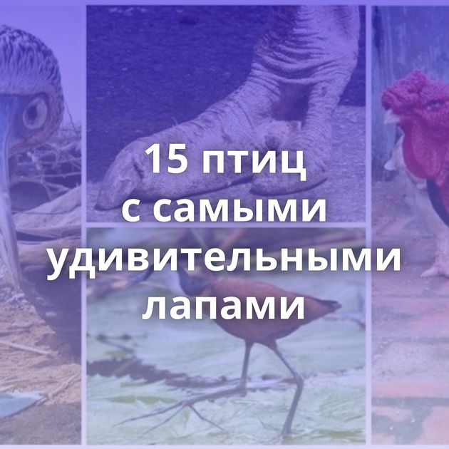 15 птиц с самыми удивительными лапами