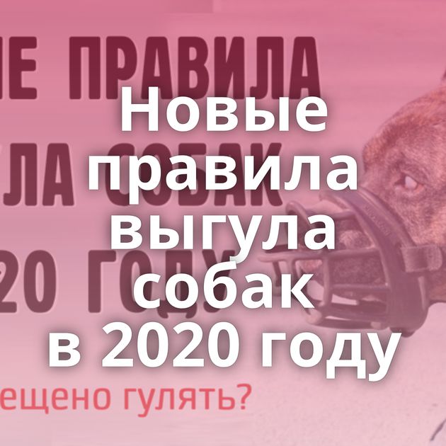 Новые правила выгула собак в 2020 году