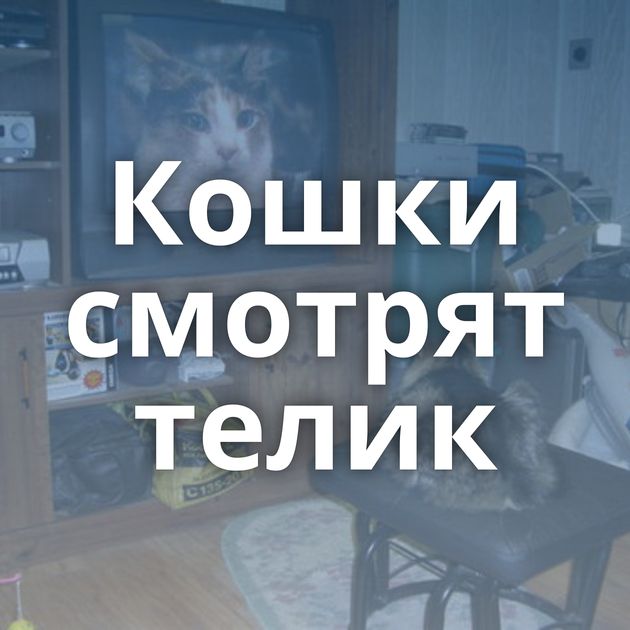 Кошки смотрят телик
