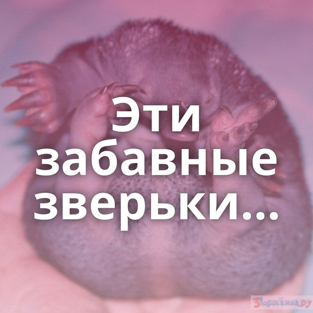 Эти забавные зверьки...
