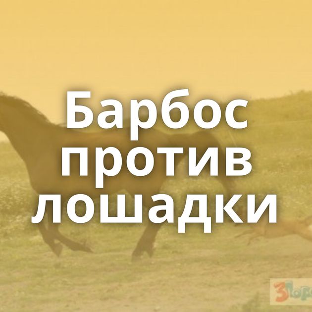 Барбос против лошадки