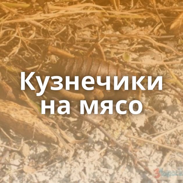 Кузнечики на мясо