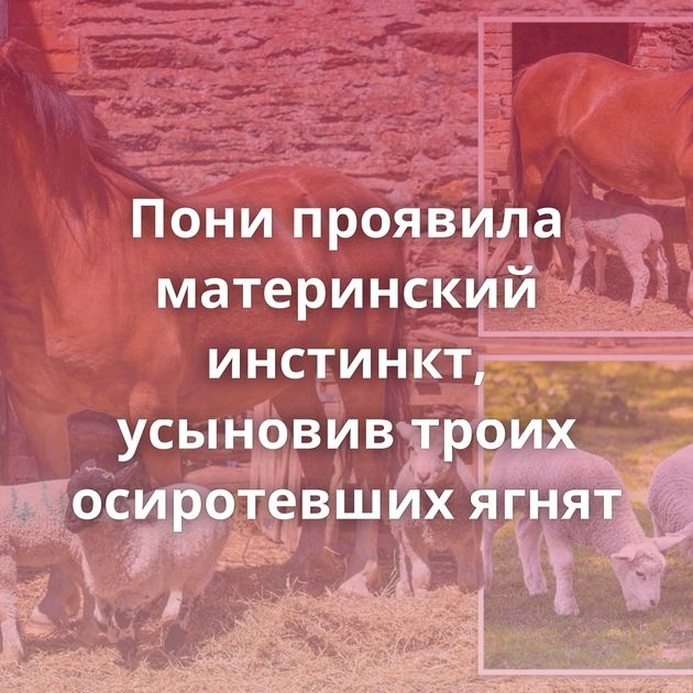 Пони проявила материнский инстинкт, усыновив троих осиротевших ягнят