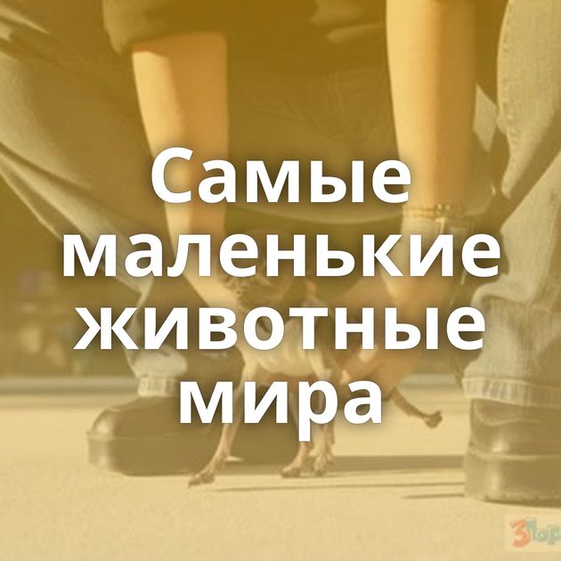 Самые маленькие животные мира