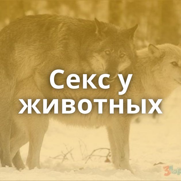 Секс у животных