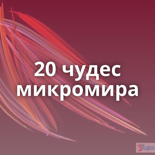 20 чудес микромира