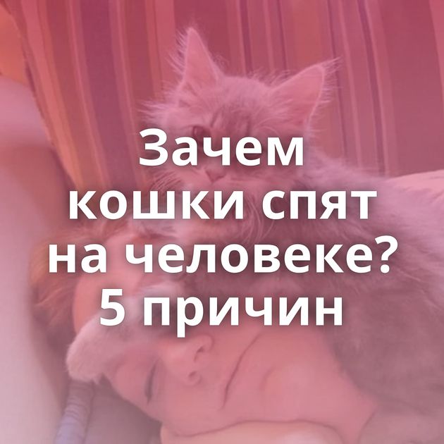 Зачем кошки спят на человеке? 5 причин