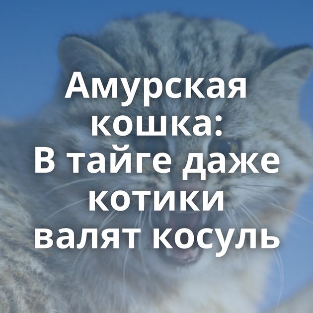 Амурская кошка: В тайге даже котики валят косуль