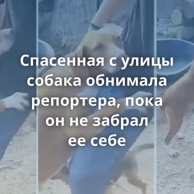 Спасенная с улицы собака обнимала репортера, пока он не забрал ее себе