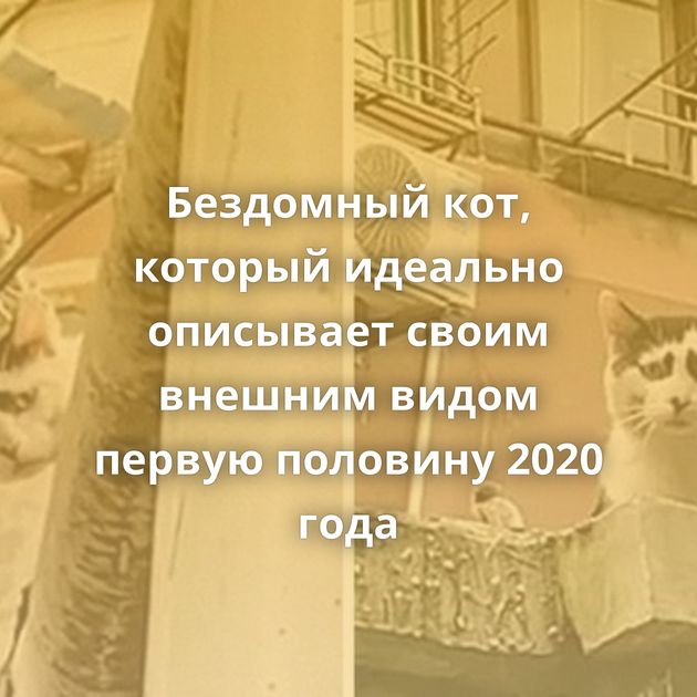 Бездомный кот, который идеально описывает своим внешним видом первую половину 2020 года