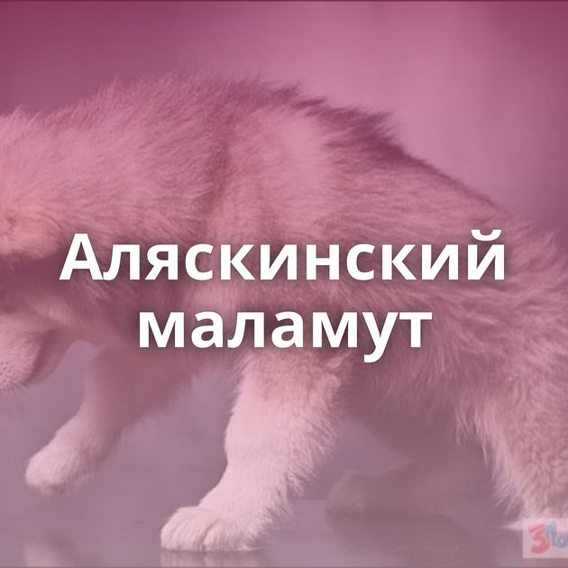 Аляскинский маламут