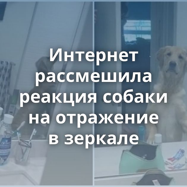 Интернет рассмешила реакция собаки на отражение в зеркале
