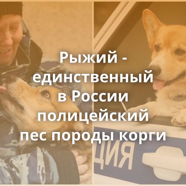 Рыжий - единственный в России полицейский пес породы корги