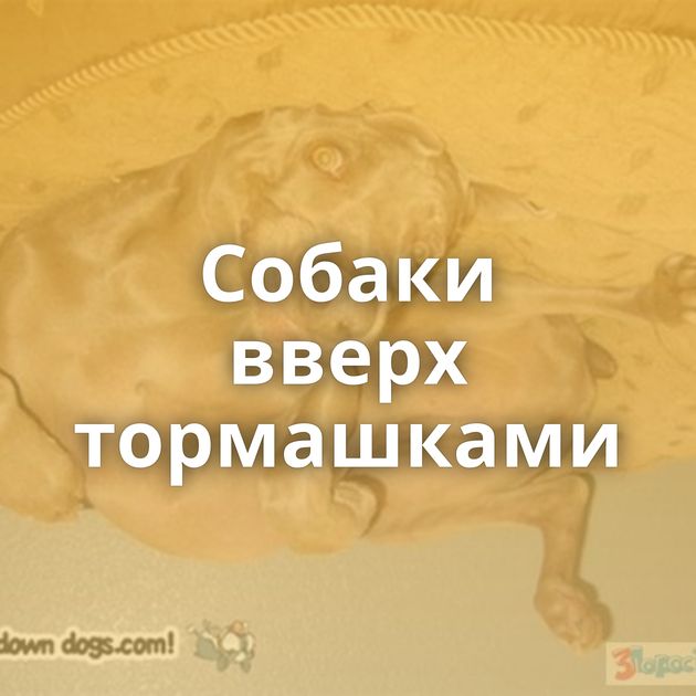 Собаки вверх тормашками
