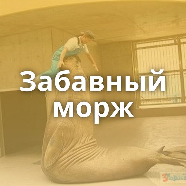 Забавный морж