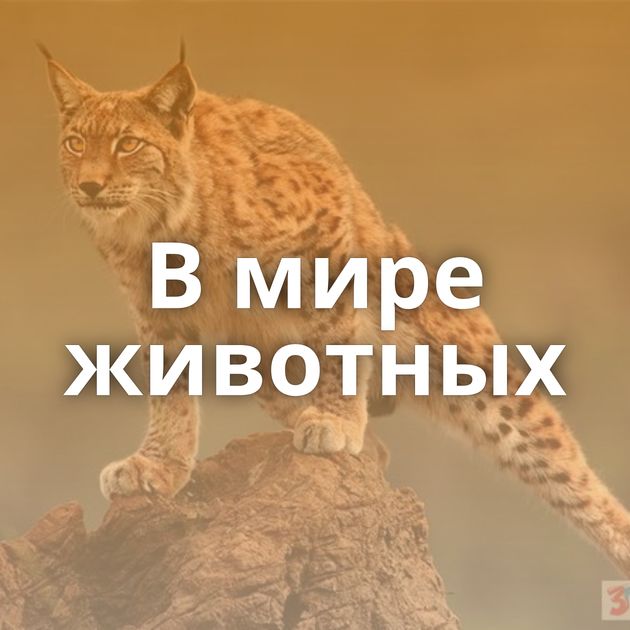 В мире животных