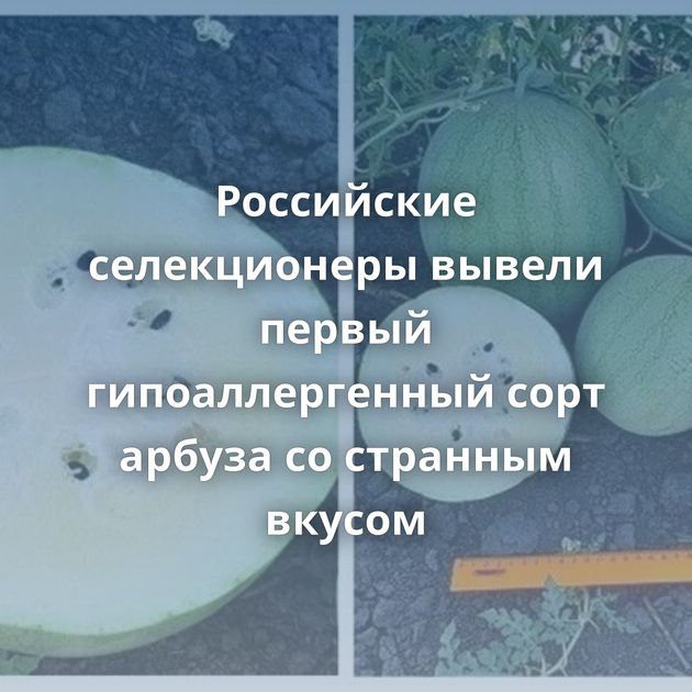 Российские селекционеры вывели первый гипоаллергенный сорт арбуза со странным вкусом