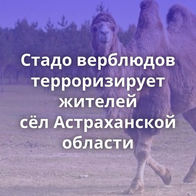Стадо верблюдов терроризирует жителей сёл Астраханской области