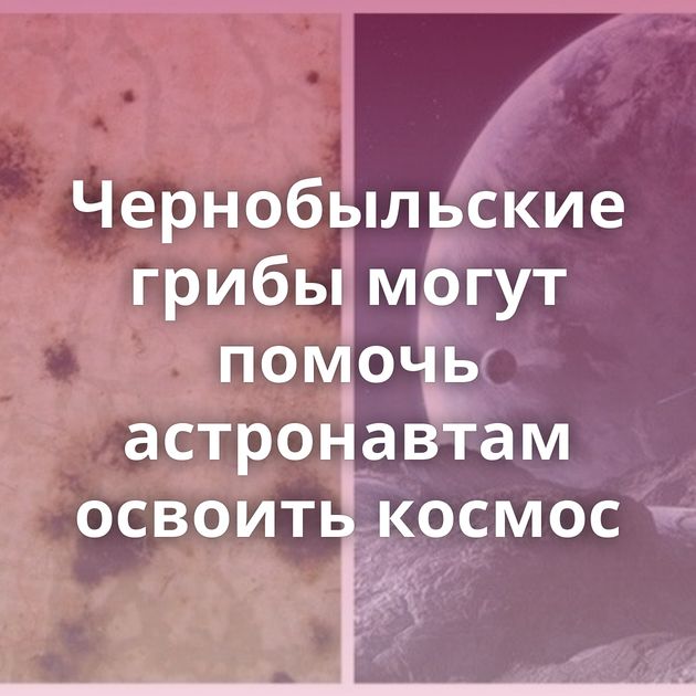 Чернобыльские грибы могут помочь астронавтам освоить космос