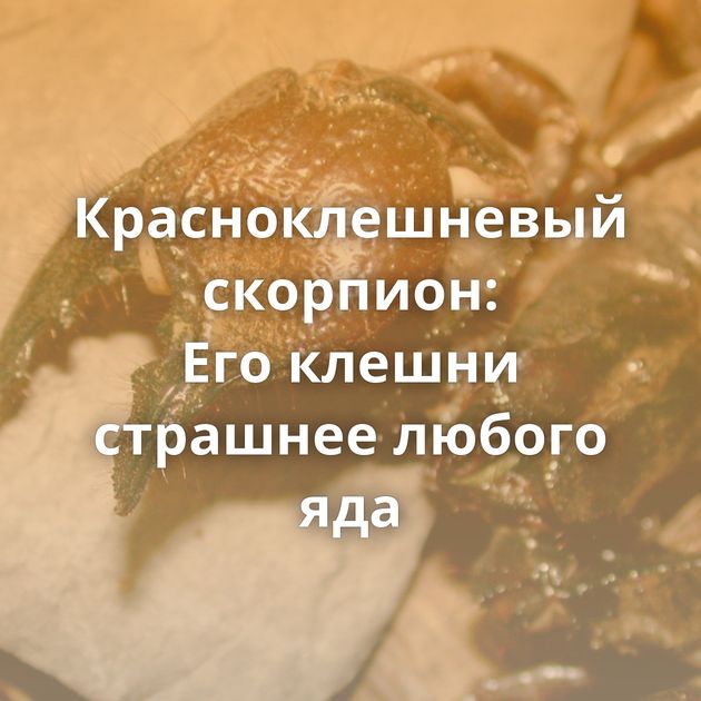Красноклешневый скорпион: Его клешни страшнее любого яда