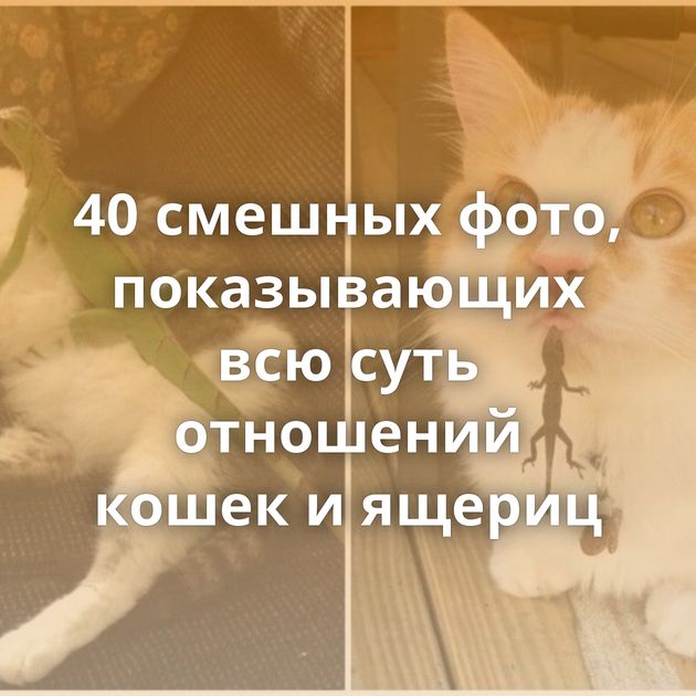 40 смешных фото, показывающих всю суть отношений кошек и ящериц