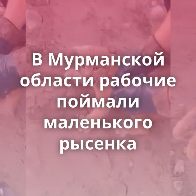 В Мурманской области рабочие поймали маленького рысенка