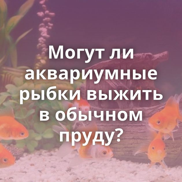 Могут ли аквариумные рыбки выжить в обычном пруду?