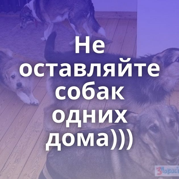 Не оставляйте собак одних дома)))