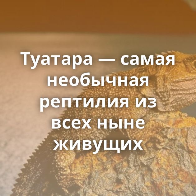 Туатара — самая необычная рептилия из всех ныне живущих
