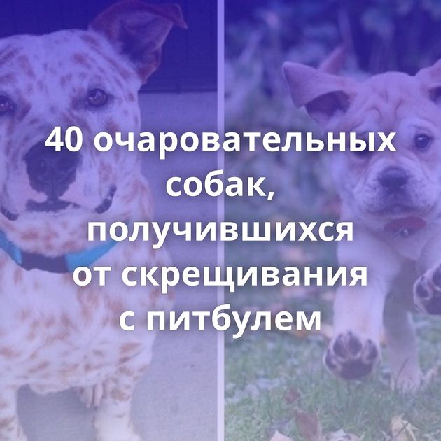 40 очаровательных собак, получившихся от скрещивания с питбулем
