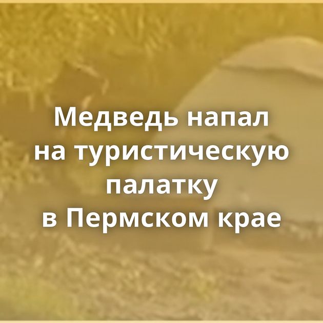 Медведь напал на туристическую палатку в Пермском крае